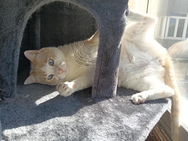 Fariña on his cat tree in a weird posture, on his side, hind legs apart, staring at the camera. He was fighting the tree, I think. The sun is shining on his bum. Weirdo