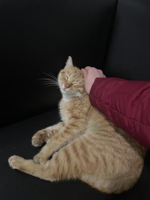 The same orange cat, with an outstretched arm petting her. 