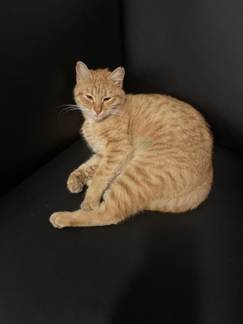 A soft looking orange cat sitting on a black sofa. 