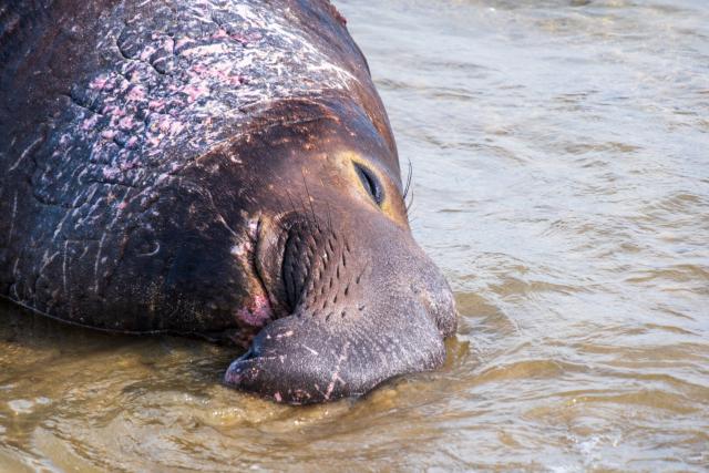 A younger male elephant seal rolls on his side, loafing on a beach. [Fuji X-T5 / Tamron 18-300]