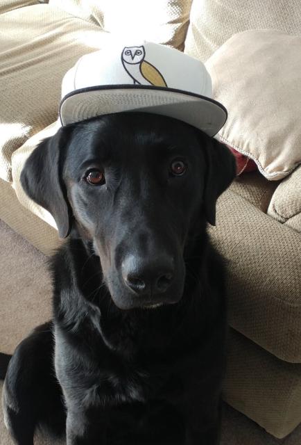 Drake from 2016 wearing an OVO hat
