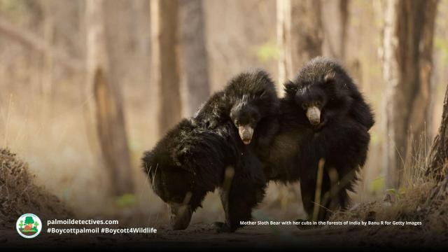 Sloth #bears are nurturing parents with shaggy fur and unique chest markings. Living throughout #India they're now #vulnerable from #poaching and #palmoil #deforestation Help them survive each time you shop #Boycottpalmoil #Boycott4Wildlife @palmoildetect https://wp.me/pcFhgU-7PU?utm_source=mastodon&utm_medium=Palm+Oil+Detectives&utm_campaign=publer 