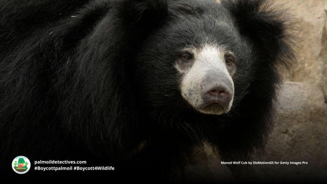 Sloth #bears are nurturing parents with shaggy fur and unique chest markings. Living throughout #India they're now #vulnerable from #poaching and #palmoil #deforestation Help them survive each time you shop #Boycottpalmoil #Boycott4Wildlife @palmoildetect https://wp.me/pcFhgU-7PU?utm_source=mastodon&utm_medium=Palm+Oil+Detectives&utm_campaign=publer 