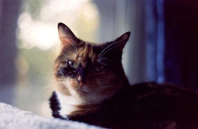 A calico cat sits for her portrait in the window