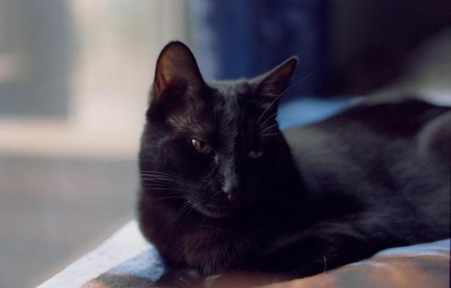 A black cat sits for her portrait in the window