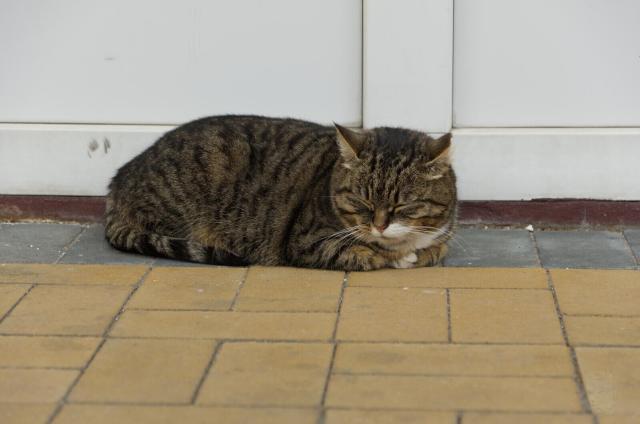In the image, a brown and black striped cat is resting on its side in front of a white wall, appearing to be sleepy. The cat is resting against a wall near a white door frame. Its fur is a mix of brown and black stripes that stand out against the stark white background of the wall. The cat is situated on a pavement composed of rectangular tiles in shades of yellow-brown. The simplicity of the setting focuses attention on the resting cat, making it the central figure in this everyday urban tableau.