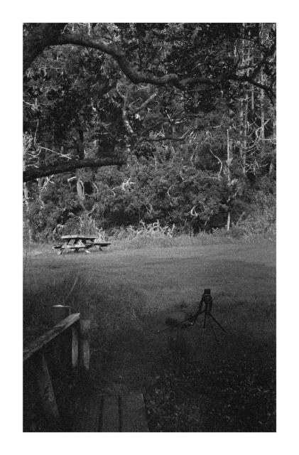 A quite picknick bench in the midst of the NZ bush, wild twisting trees can be seen in the background, in the foreground you can see the start of a little jetty, and to the right a medium format rb67 camera has been set up on a tripod. 