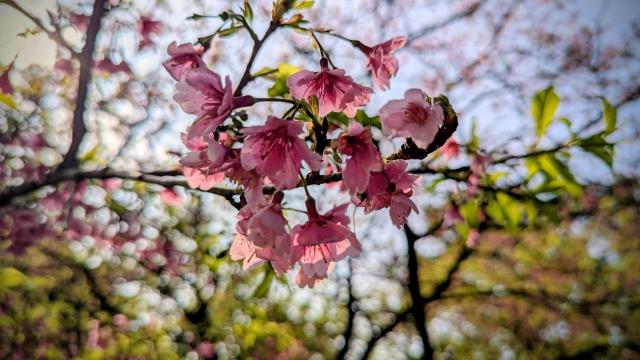 This image features beautiful pink cherry blossoms in bloom.