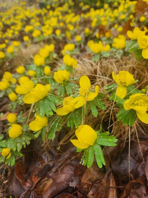 Closeup of a forest floor covered in bright yellow flowers with green straight leaves, all covered in dew