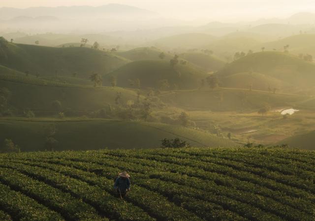 Tea plantations at sunrise 