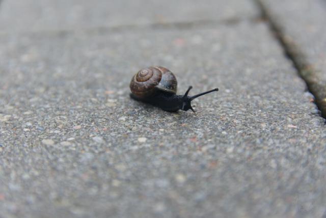 The image shows a black snail making its way across the concrete sidewalk. The snail is positioned in the center of the frame, moving towards the right side of the photo. Its body is covered in a shiny brown shell that contrasts with its dark color. The background appears to be a gray pavement, providing a neutral backdrop for the snail's journey.
