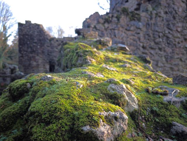 Photo of lush, green moss, growing on a ruined stone wall. Out of focus in the distance, some ruins stand.