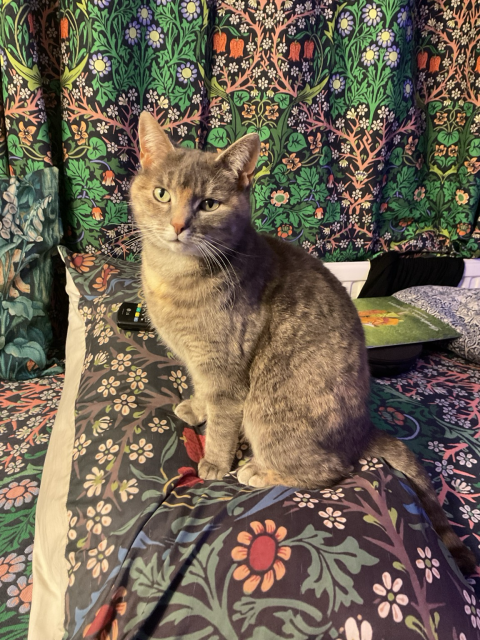 A brown torty Toby sure on a William Morris blackthorn cushion.