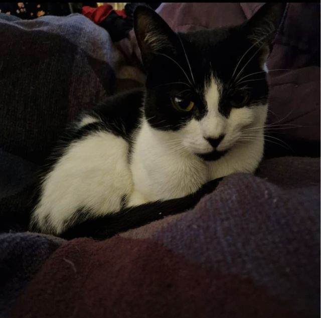 A small black and white cat sitting on a purple cushion, with her legs folded neatly beneath her