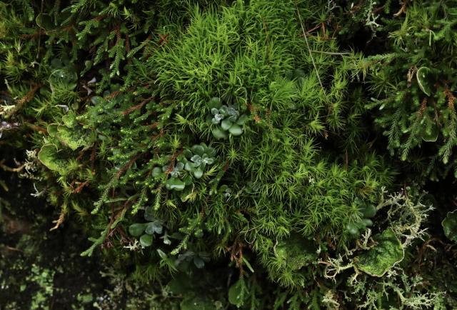 Detailed photo of a small dense surface area of forest floor covered in different patches of moss, lichen, and likely liverworts. Mixed in the moss are small rounded leaves that look almost like succulents, a plant called stonecrop. The mix of these mosses, lichens and plants is varying shades of mostly dark green. There's also a variety of textures. Some of the moss looks like fluffy carpet, others more branch-like. An overall image of rich dense verdant life. 