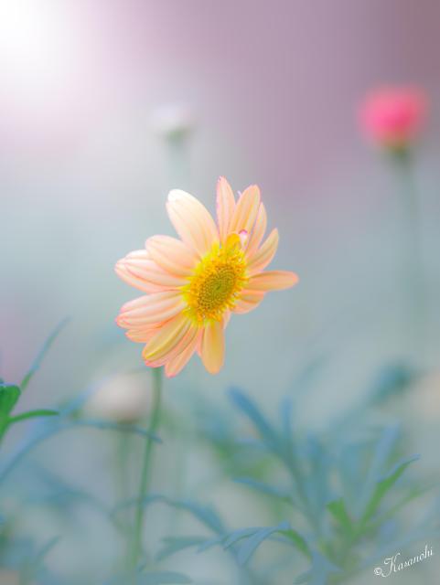 2026.02.25
タイトル「パステルカラーのガーベラ」

透けるよな
パステルカラーの
ガーベラが
とてもキュートで
心癒され

#ガーベラ
#京都府京都市 #京都府立植物園
My gallery @kasanohi1112
～*～*～*～*～*～*～*～*～*～*
🗓2026.2.7
📸Canon EOS R10
Lens RF100mm F2.8L MACRO IS USM
#focusR10 #focusRF100F28 ×4
f100mm SS1/400 F値2.8 ISO100
～*～*～*～*～*～*～*～*～*～*
