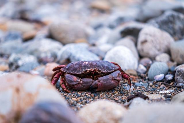 A deceased crab sits among rocks, mostly intact. [Fuji X-T5 / Sigma 17-40 1.8]
