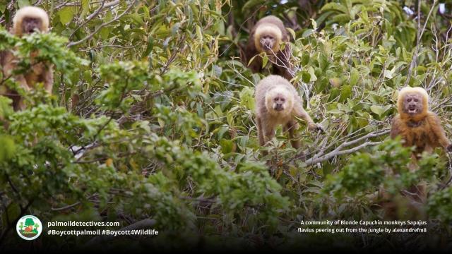 Blonde #capuchins 🐒🐵 are #endangered due to #palmoil 🌴 sugarcane and meat 🥩 #deforestation in #Brazil 🇧🇷. Supremely intelligent, they use tools and mourn dead in their troop. Take action! #Boycottpalmoil 🌴🪔⛔️ #Boycott4Wildlife @palmoildetect.bsky.social https://wp.me/pcFhgU-a9q?utm_source=mastodon&utm_medium=Palm+Oil+Detectives&utm_campaign=publer
