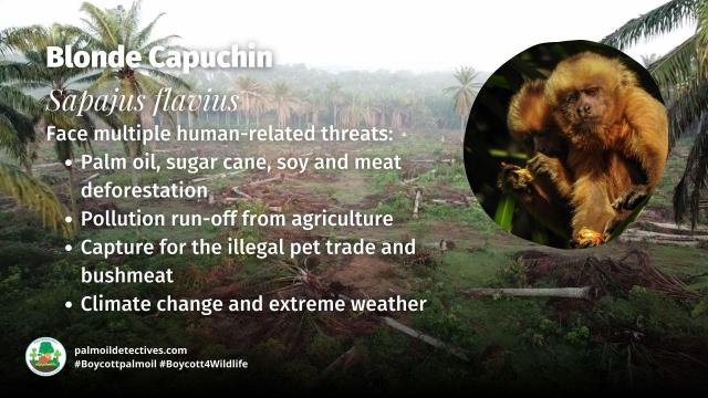 Blonde #capuchins 🐒🐵 are #endangered due to #palmoil 🌴 sugarcane and meat 🥩 #deforestation in #Brazil 🇧🇷. Supremely intelligent, they use tools and mourn dead in their troop. Take action! #Boycottpalmoil 🌴🪔⛔️ #Boycott4Wildlife @palmoildetect.bsky.social https://wp.me/pcFhgU-a9q?utm_source=mastodon&utm_medium=Palm+Oil+Detectives&utm_campaign=publer
