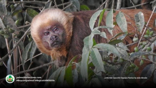 Blonde #capuchins 🐒🐵 are #endangered due to #palmoil 🌴 sugarcane and meat 🥩 #deforestation in #Brazil 🇧🇷. Supremely intelligent, they use tools and mourn dead in their troop. Take action! #Boycottpalmoil 🌴🪔⛔️ #Boycott4Wildlife @palmoildetect.bsky.social https://wp.me/pcFhgU-a9q?utm_source=mastodon&utm_medium=Palm+Oil+Detectives&utm_campaign=publer
