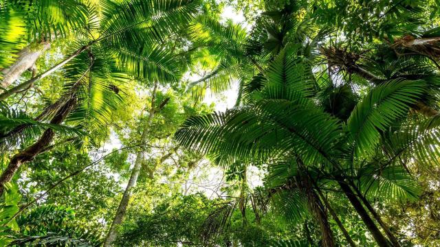 #News: #Deforestation slowed in 2025, but rainforests are still in crisis! 🧐🔥 Fire, drought, and corruption destroy #forests in hidden ways. We need strong action! 🌴☠️🚫 #BoycottPalmOil #ClimateChange #Boycott4Wildlife @palmoildetect.bsky.social https://news.mongabay.com/2025/12/the-year-in-rainforests-2025-deforestation-fell-the-risks-did-not/?utm_source=mastodon&utm_medium=Palm+Oil+Detectives&utm_campaign=publer