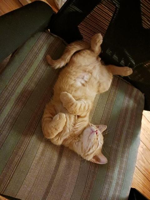 A ginger kitten named Lockwood lying on his back, sleeping.