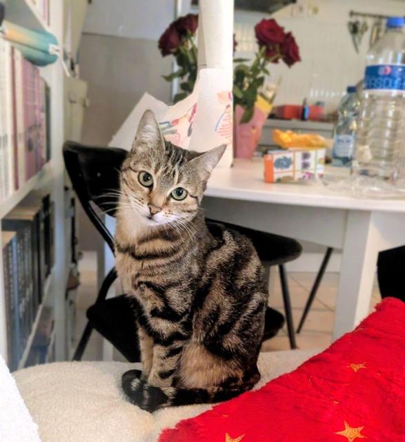 A brown and black tabby cat with green eyes sits on a white surface, tilting its head slightly toward the camera. Its tail is curled neatly around its paws. In the blurred background, there is a white table with red roses, a bookshelf, and water bottles.