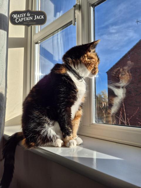 A sun-drenched photo of Maisy, a beautiful calico cat, sitting peacefully by a window. The bright morning light highlights her white chest and paws. As she stares out of the window, the pane reflects her contemplative expression. The glass creates a soft reflection of her face, while the background shows a crisp blue sky with wisps of cloud and a neighboring red brick house.

A stylized logo in one corner reads "MAISY & CAPTAIN JACK" and the photographer's name "PAUL JACKSON", confirming the identity of the charismatic feline.