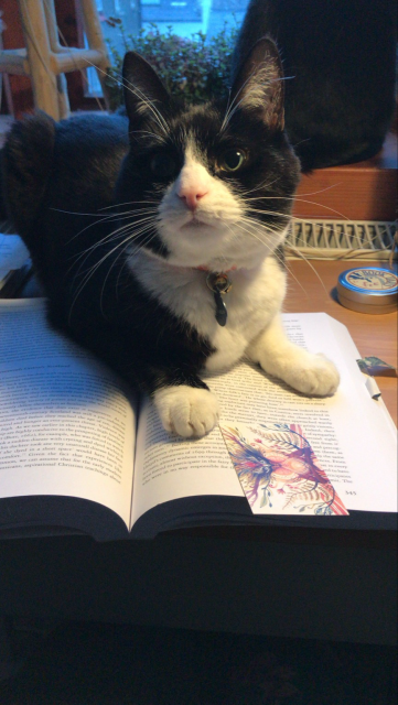 A black and white cat sits on an open book and looks up expectantly. 