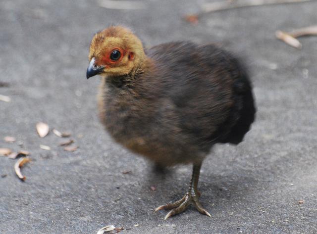 brush turkey chick