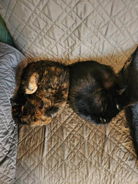 Two cats laying on a chair, viewed from above. Left one is a toirtoiseshell, right one is a black cat