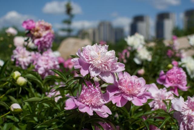 The image captures a vibrant display of pink peonies in full bloom, their soft petals unfurling to reveal the intricate patterns within. These flowers are arranged naturally among lush green foliage that provides a contrasting backdrop against which the pinks and whites stand out even more vividly.

In the blurred background, modern buildings rise up into the blue sky dotted with fluffy clouds. The juxtaposition of natural beauty foregrounded by urban development suggests this could be a city park where nature has been allowed to flourish amidst human habitation.