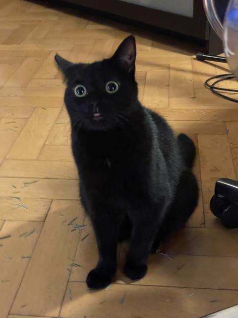A black cat (Jiji) who is very round, with round eyes, tongue sticking out in a goofy manner. 
