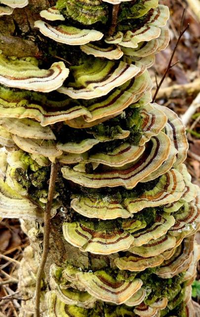 A series of mushrooms growing vertically stacked along the trunk of a dead tree. The mushrooms are flat semi circles with ruffled edges and vivid stripes of brown, green and cream.