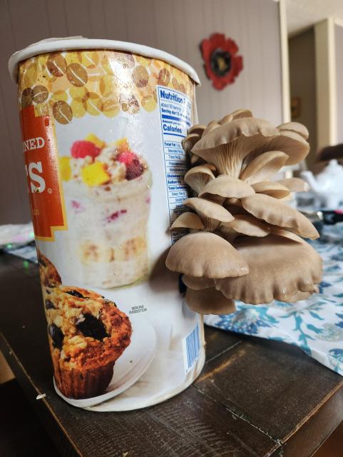 A cluster of white oyster mushrooms growing out of the side of a cylindrical ooat container