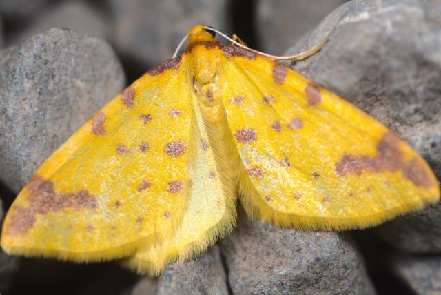A photo of a bright yellow moth with small reddish-brown spots.