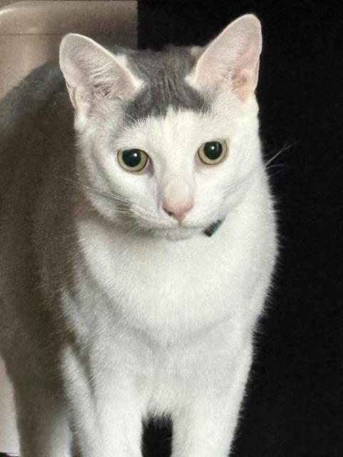 A short haired white cat with a grey toupee doing the :| face irl