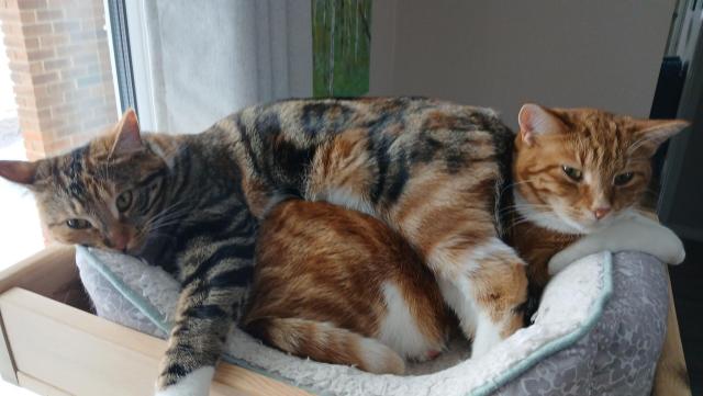 A female tortoiseshell kitten lays on top of an orange and white female cat. The kitten is completely stretched over and has her ass at the orange and whites face.