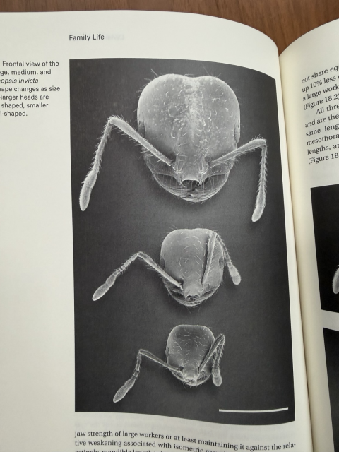 A photo showing electron microscope scans of the heads of fire ants. The largest one is nearly twice as wide as the smallest one.