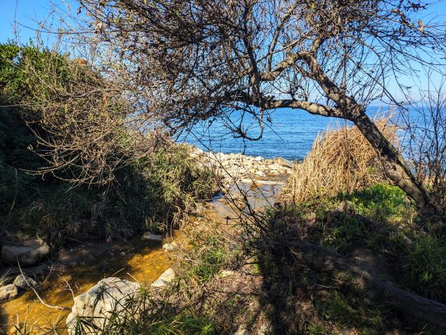 A shallow creek, looking a sickly yellow-green, runs diagonally past bushes on one side and an overhanging tree on the other out toward the sea, which is visible beyond a jumble of rocks. The tree is mostly bare, but a few leaves are visible - whether the first of spring or the last of winter is hard to be sure in this climate.