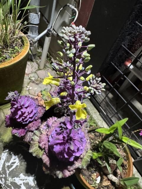 A night time picture (lit by outdoor lighting) of an ornamental, purple cabbage in a pot. A tall stem with yellow flowers is protruding from the center