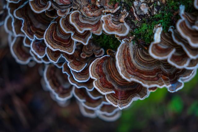 Layered fungus with a green background. [Fuji X-T5 / Sigma 17-40 1.8]