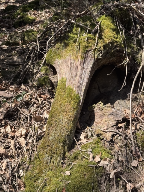 A photo of a fallen, mossy tree trunk on a dry, brown forest floor. The lighting is bright and sunny.