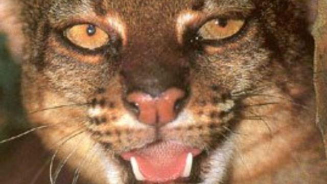 The Borneo Bay Cat 🐱🐈😻 is a rare #wildcat who are unimpressed at being photographed or found. Threats include #palmoil #deforestation and #poaching. Fight for their survival and  #BoycottPalmOil 🌴🪔☠️🤮⛔️ #Boycott4Wildlife @palmoildetect.bsky.social https://palmoildetectives.com/2021/01/25/borneo-bay-cat-catopuma-badia/?utm_source=mastodon&utm_medium=Palm+Oil+Detectives&utm_campaign=publer 