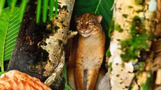 The Borneo Bay Cat 🐱🐈😻 is a rare #wildcat who are unimpressed at being photographed or found. Threats include #palmoil #deforestation and #poaching. Fight for their survival and  #BoycottPalmOil 🌴🪔☠️🤮⛔️ #Boycott4Wildlife @palmoildetect.bsky.social https://palmoildetectives.com/2021/01/25/borneo-bay-cat-catopuma-badia/?utm_source=mastodon&utm_medium=Palm+Oil+Detectives&utm_campaign=publer 