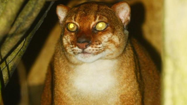 The Borneo Bay Cat 🐱🐈😻 is a rare #wildcat who are unimpressed at being photographed or found. Threats include #palmoil #deforestation and #poaching. Fight for their survival and  #BoycottPalmOil 🌴🪔☠️🤮⛔️ #Boycott4Wildlife @palmoildetect.bsky.social https://palmoildetectives.com/2021/01/25/borneo-bay-cat-catopuma-badia/?utm_source=mastodon&utm_medium=Palm+Oil+Detectives&utm_campaign=publer 