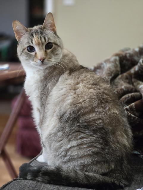 White lynx point siamese catte sitting on a couch. Ears perked, eyes dark and alert. 