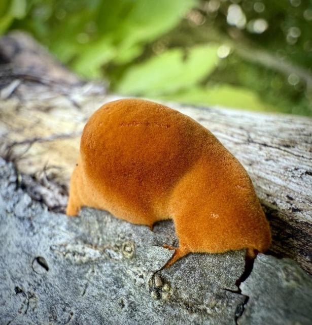 Near as I can tell maybe a Northern Cinnabar Polypore just emerging from under bark of an old, dried log in the woods. It is a a few shades of orange and teamed with the soft/fuzzy covering it looks less like a fungus right now than some intricate caterpillar. Where it is emerging below the bark you can see how it is pushing out of every nearby crack. Behind it is blurred out forest of green leaves.