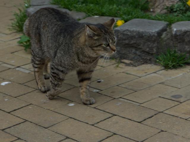 The image depicts a gray tabby cat walking on a brick sidewalk. The cat is moving towards the right side of the frame, with its body slightly angled to the left. Its fur is a mix of brown and black colors, typical of a tabby cat's pattern. The cat appears to be in motion, possibly exploring or searching for something interesting nearby.