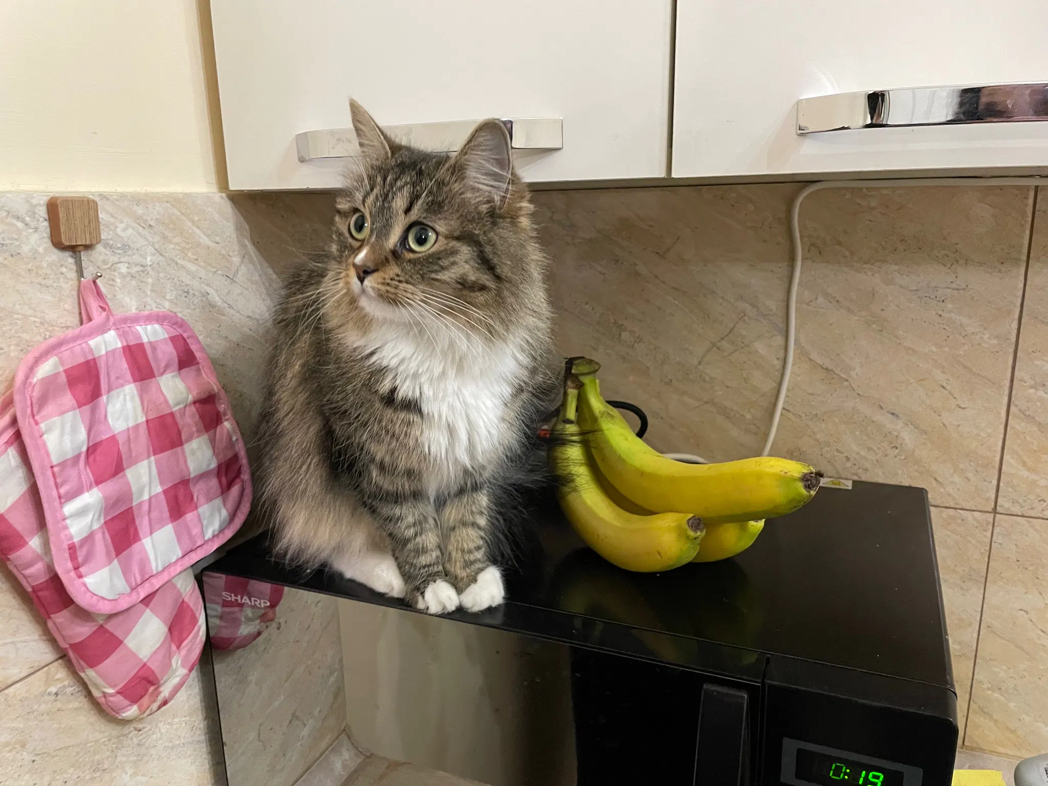 Nova is sitting on the microwave next to a bunch of bananas